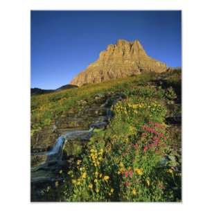 Alpine Wildblumen & Mt Clements am Logan Pass Fotodruck