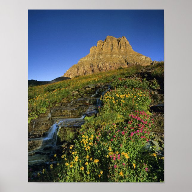 Alpine Wildblumen & Mt Clements am Logan Pass Poster (Vorne)