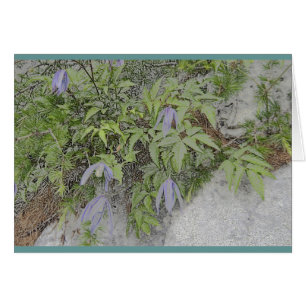 Alpiner Clematis