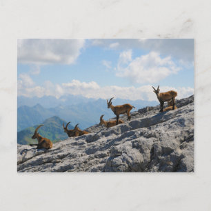 Alpiner Ibex Wilde Bergziegen Postkarte