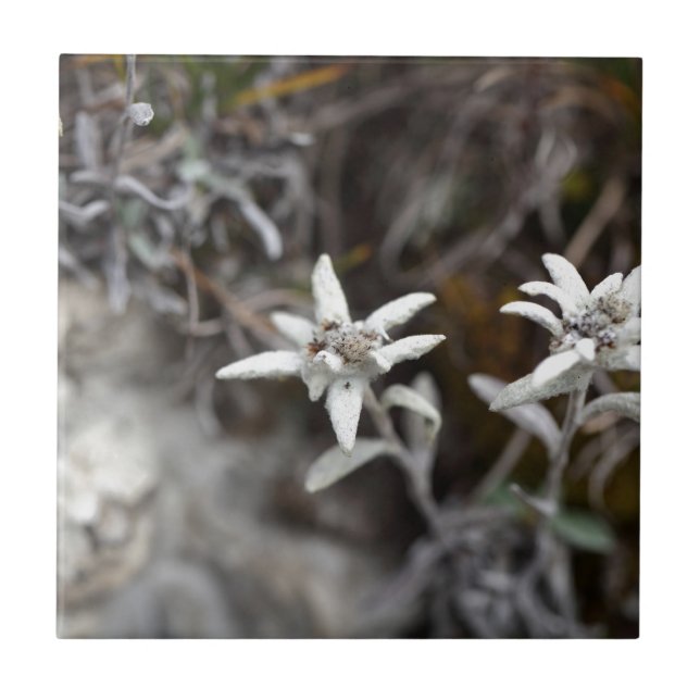 Alpines Edelweiss Fliese (Vorderseite)
