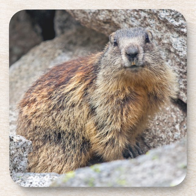 Alpines Marmot Set von 6 Untersetzer (Vorderseite)
