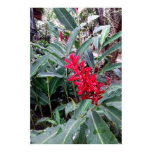 Alpínia purpurata 1