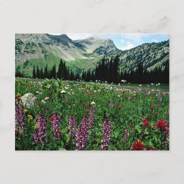 Alpwiesen im Pasayten Wilderness, Kalifornien Postkarte (Vorderseite)