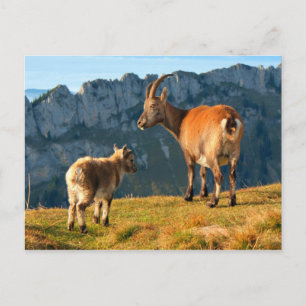 Alpziegen Postkarte