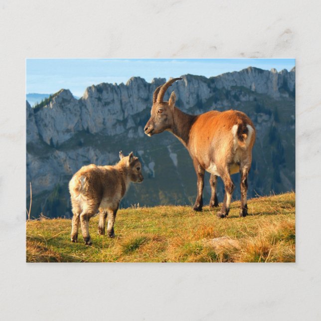 Alpziegen Postkarte (Vorderseite)