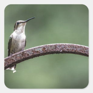Als kleiner Hummingbird-Sticker Quadratischer Aufkleber