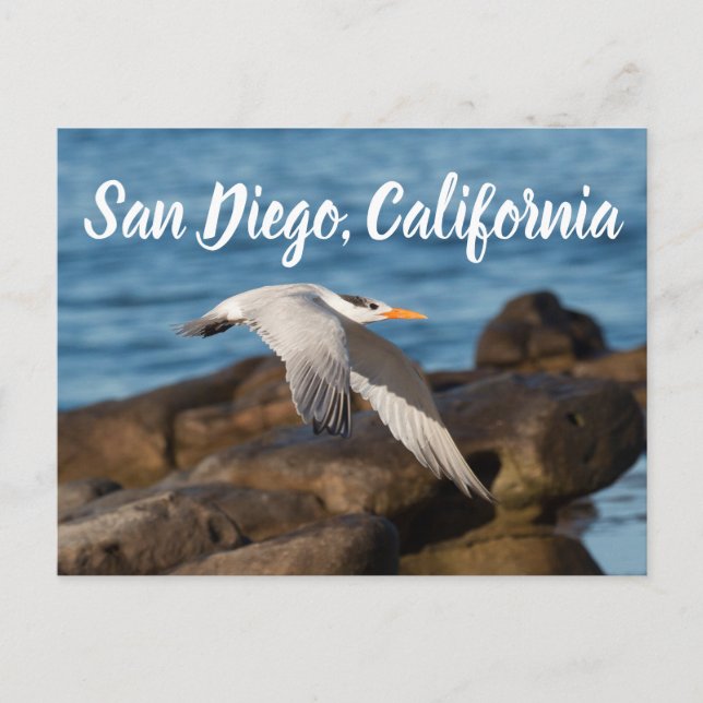Als Tern fliegt San Diego, Kalifornien Postkarte (Vorderseite)
