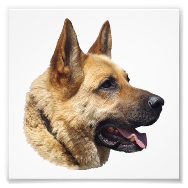 Alsatisches Schäferportrait Fotodruck (Vorne)