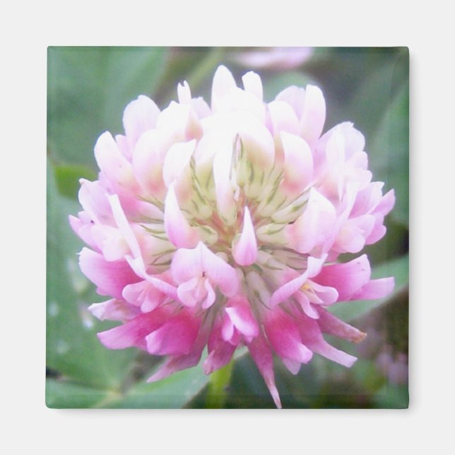 Alsike Clover Blossom 1 Magnet (Vorne)