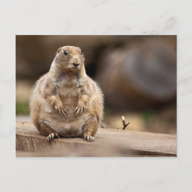 Also bin ich ein bisschen Kurz für mein Gewicht Postkarte (Vorderseite)