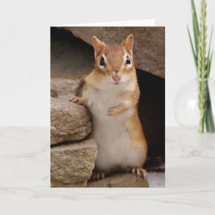 Also Niedlicher, neugieriger Chipmunk Karte