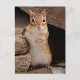Also Niedlicher, neugieriger Chipmunk Postkarte