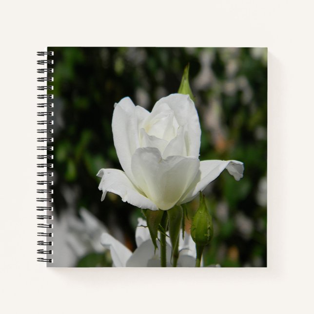 Also rein... notizbuch (Vorderseite)