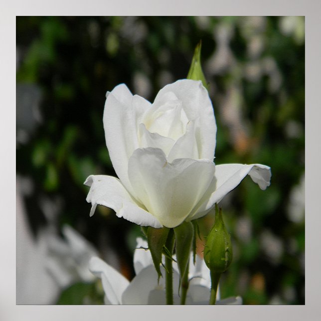 Also rein... poster (Vorne)