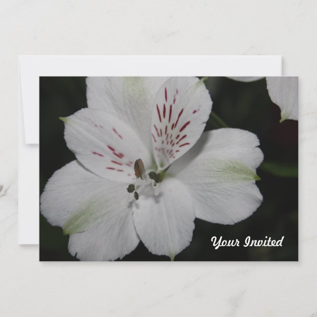 Alstroemeria blanche Invitation (Devant)
