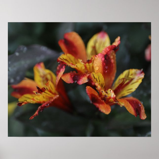 Alstroemeria-Blume Poster (Vorne)