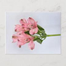Alstroemeria-Blume