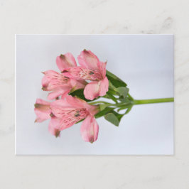 Alstroemeria-Blume Postkarte