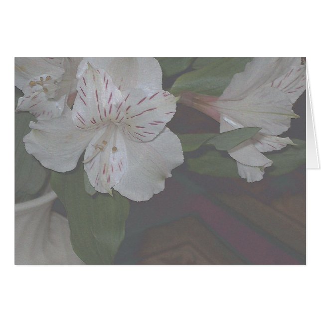 Alstroemeria-Blumen (Vorderseite (Horizontal))