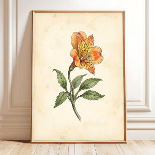 Alstroemeria Botanische Leinwand-Wandkunst Poster