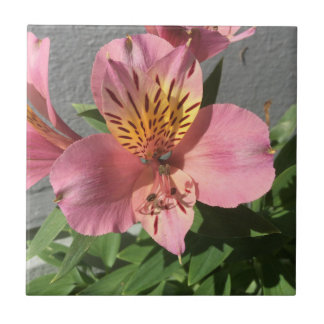 Alstroemeria Fliese