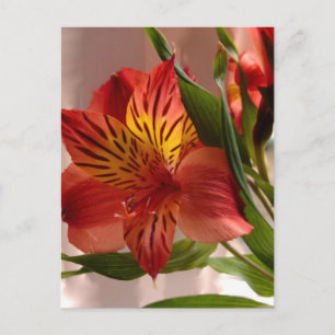 Alstroemeria Herbst Postkarte