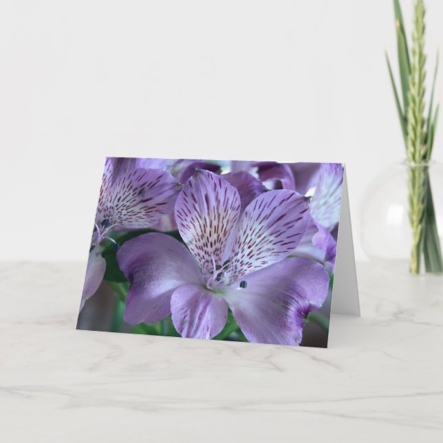 Alstroemeria-Lilien-freier Raum Karte (Vorderseite)