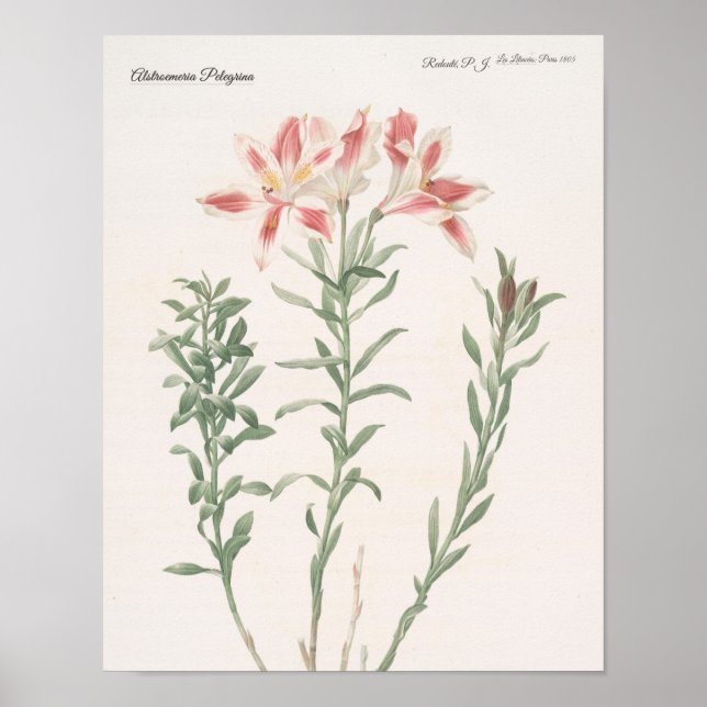 Alstroemeria Pelegrina Poster (Vorne)