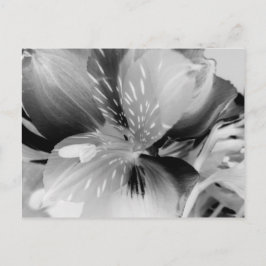 Alstroemeria Peruanische Lily Blume Schwarz & Weiß Postkarte