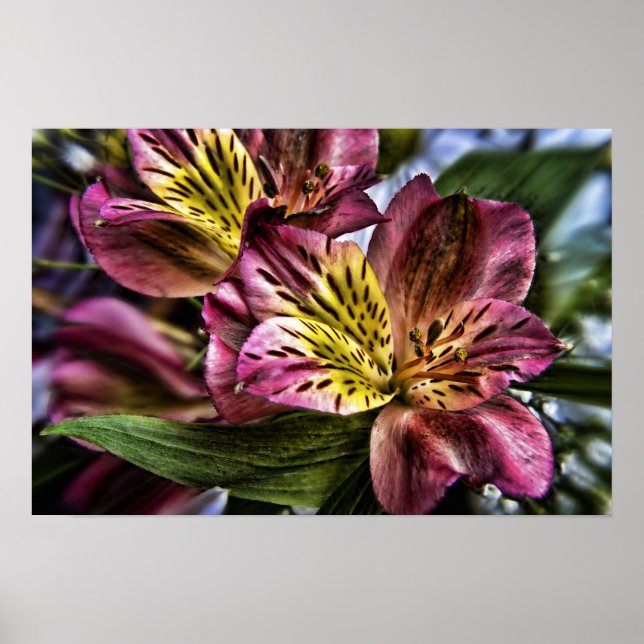Alstroemeria Peruvien Lily poster imprimé (Devant)