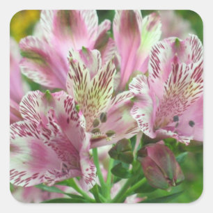 Alstromeria peruanische Lilien-Aufkleber Quadratischer Aufkleber