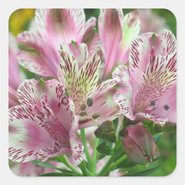 Alstromeria Peruvian Lilies Sticker (Vorderseite)