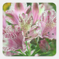 Alstromeria Peruvian Lilies Sticker