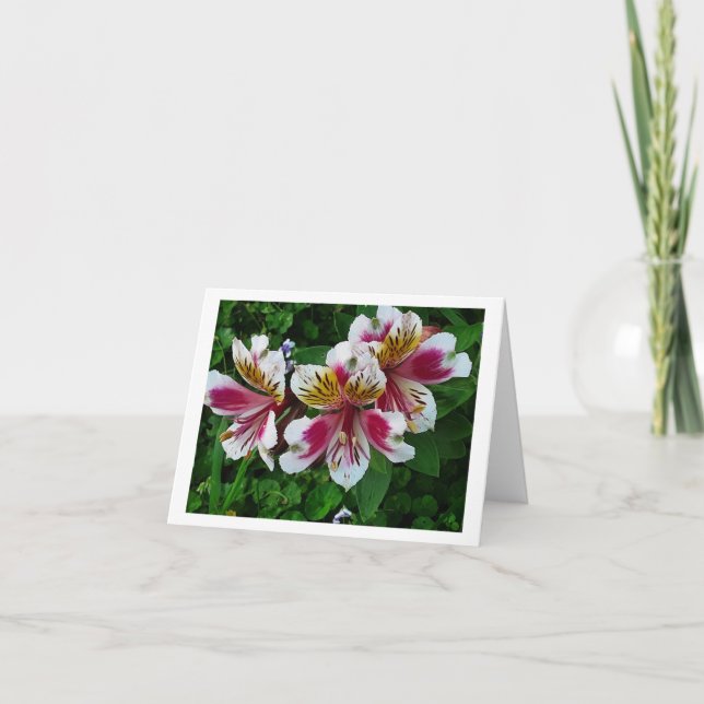Alstromeria Princess lies Feiertagskarte (Vorderseite)