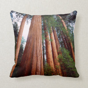 Alt wachsende Sequoia-Redwood-Bäume Kissen