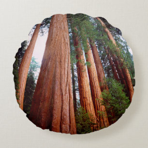 Alt wachsende Sequoia-Redwood-Bäume Rundes Kissen