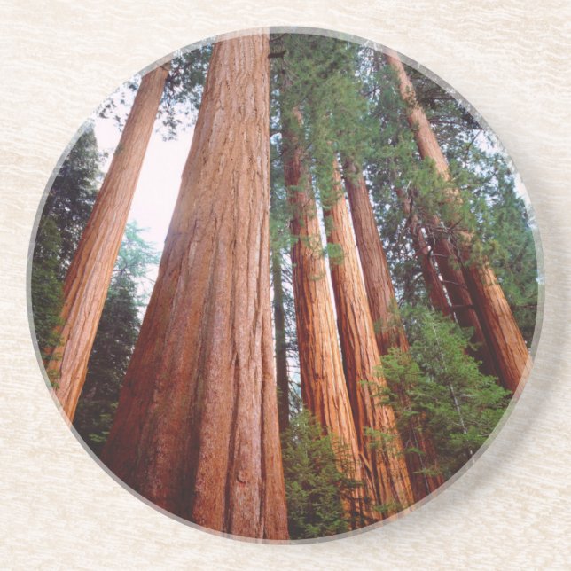 Alt wachsende Sequoia-Redwood-Bäume Sandstein Untersetzer (Vorne)