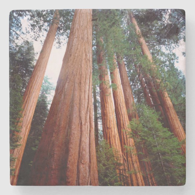 Alt wachsende Sequoia-Redwood-Bäume Steinuntersetzer (Vorderseite)
