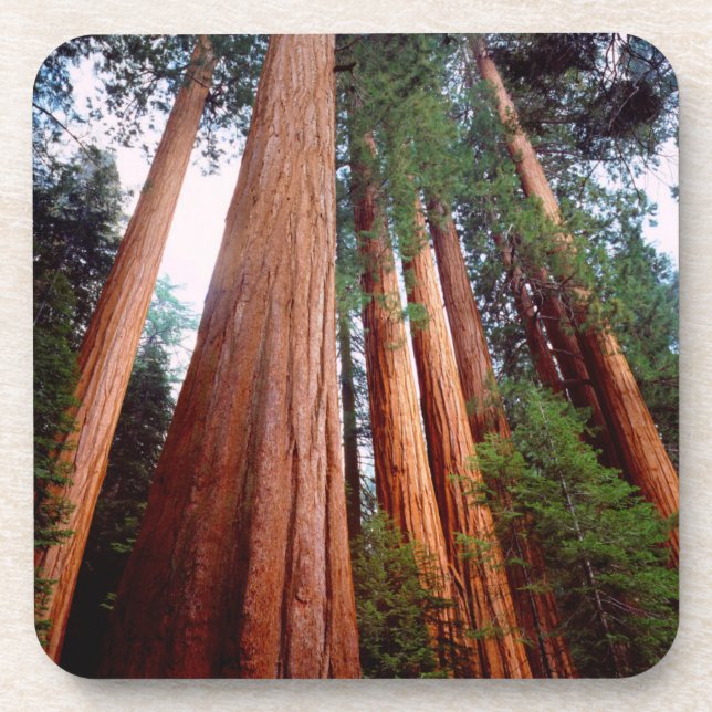 Alt wachsende Sequoia-Redwood-Bäume Untersetzer (Vorderseite)