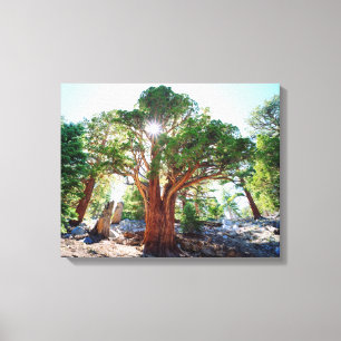 Alt wuchernder Jungbaum in den Sierras Leinwanddruck