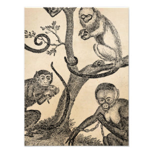 Alte Affe-Illustration - Affen aus dem 19. Jahrhun Fotodruck