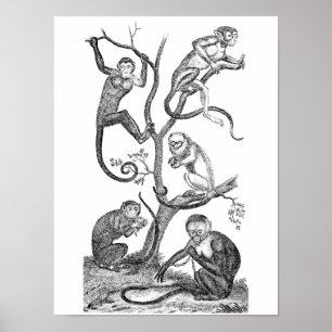 Alte Affendarstellung - Affen aus dem 19. Jahrhund Poster
