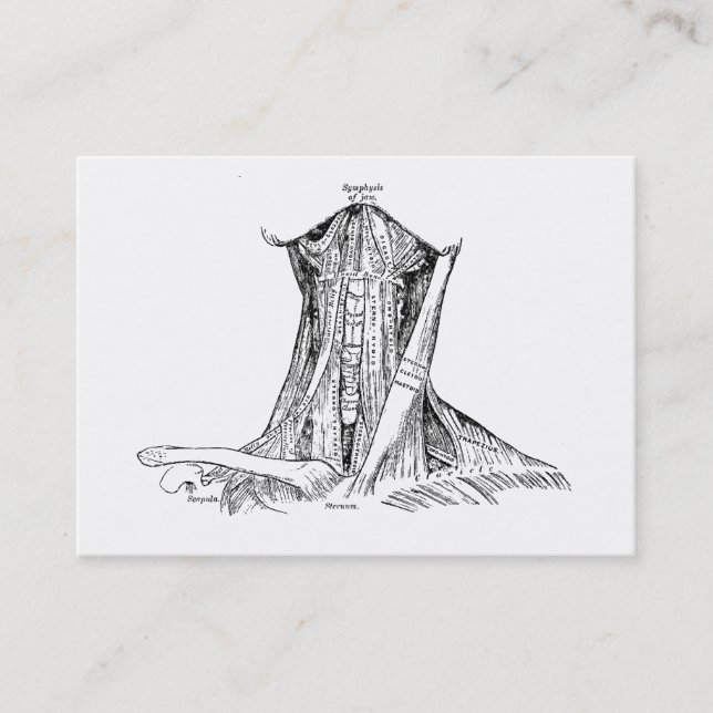 Alte Anatomie-Illustrations-Muskeln des Halses Visitenkarte (Vorderseite)