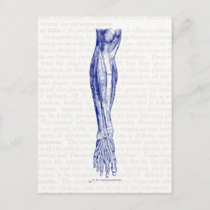 Alte Anatomie zeichnend Muskeln des Beines blau Postkarte