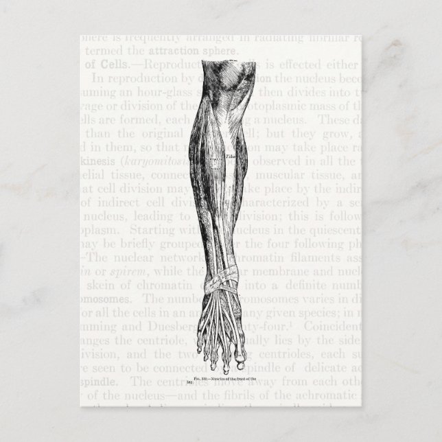 Alte Anatomie zeichnend Muskeln des Beins schwarz Postkarte (Vorderseite)