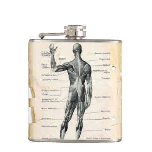 Alte Anatomiezeichnung Flachmann