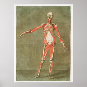 Alte anatomische Illustration Poster