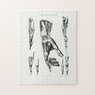 Alte anatomische Kunst Muskeln der Hand und des Ha