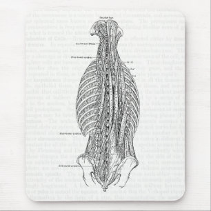 Alte anatomische Zeichnung des Rückens Mousepad